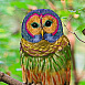 Rainbow_Owl Rainbow_Owl